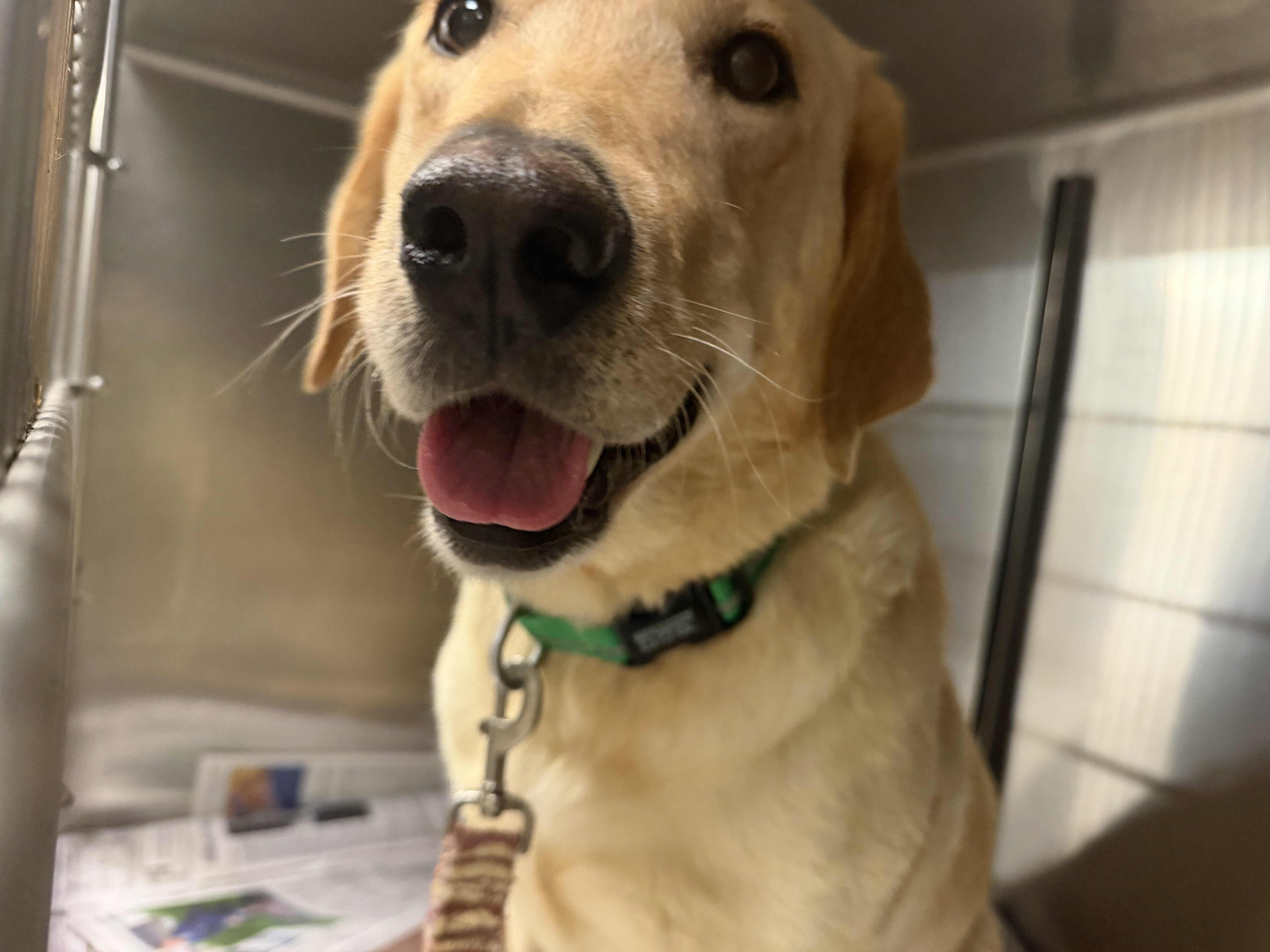 Shelter Stray Female Dog last seen , 14409 Vanowen St, Van Nuys, CA 91405, USA