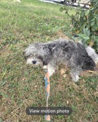 Lost Male Dog last seen Columbus dr and Oakwood ave, Columbus, OH 43206