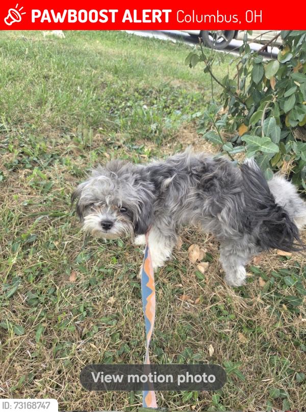 Lost Male Dog last seen Columbus dr and Oakwood ave, Columbus, OH 43206
