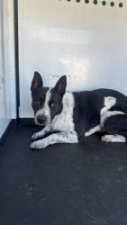 Shelter Stray Male Dog last seen Near BLK E 6TH ST, BAKERSFIELD CA, 201 S Mt Vernon Ave, Bakersfield, CA 93307, USA