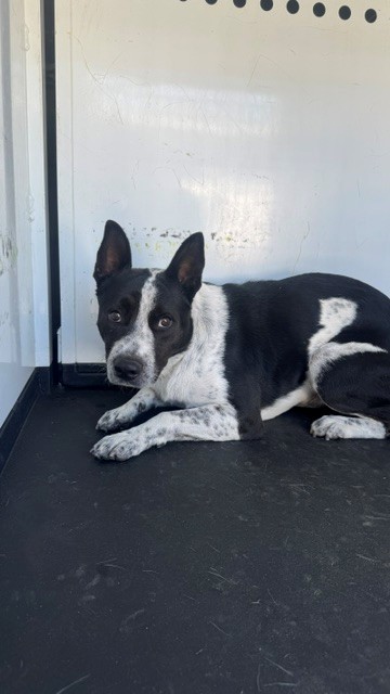Shelter Stray Male Dog last seen Near BLK E 6TH ST, BAKERSFIELD CA, 201 S Mt Vernon Ave, Bakersfield, CA 93307, USA