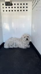 Shelter Stray Female Dog last seen Near BLK MYBRYN CT, BAKERSFIELD CA, 201 S Mt Vernon Ave, Bakersfield, CA 93307, USA
