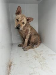 Shelter Stray Female Dog last seen Near BLOCK WINCHESTER RD SW, ALBUQUERQUE NM 87121, 3001 2nd St SW, Albuquerque, NM 87105, USA