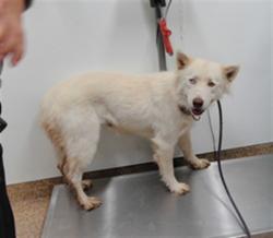 Shelter Stray Female Dog last seen Near BLOCK ELLINGTON SW, 3001 2nd St SW, Albuquerque, NM 87105, USA