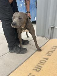 Shelter Stray Male Dog last seen Near BLOCK ROSENDO GARCIA, 3001 2nd St SW, Albuquerque, NM 87105, USA