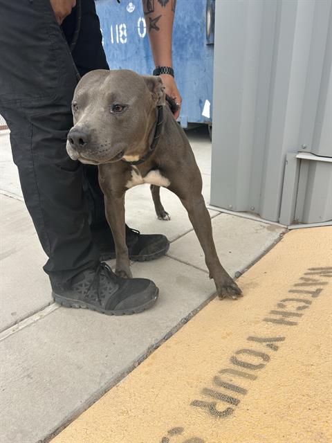 Shelter Stray Male Dog last seen Near BLOCK ROSENDO GARCIA, 3001 2nd St SW, Albuquerque, NM 87105, USA