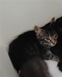 Shelter Stray Female Cat last seen , 3001 2nd St SW, Albuquerque, NM 87105, USA