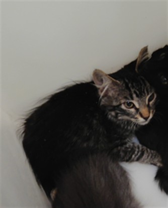 Shelter Stray Female Cat last seen , 3001 2nd St SW, Albuquerque, NM 87105, USA