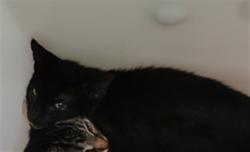 Shelter Stray Male Cat last seen , 3001 2nd St SW, Albuquerque, NM 87105, USA