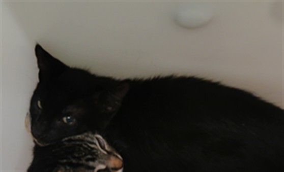 Shelter Stray Male Cat last seen , 3001 2nd St SW, Albuquerque, NM 87105, USA