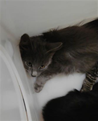 Shelter Stray Female Cat last seen , 3001 2nd St SW, Albuquerque, NM 87105, USA