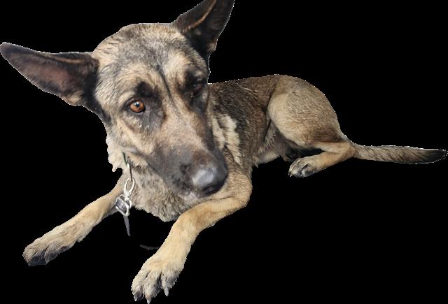 Shelter Stray Female Dog last seen Near BLOCK MONTANO RANCH RD, 3001 2nd St SW, Albuquerque, NM 87105, USA