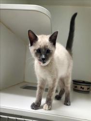 Shelter Stray Female Cat last seen , 16 Barnes Ct, Hayward, CA 94544, USA