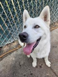 Shelter Stray Male Dog last seen BAILEY RANCH/BLUE SHADOW, 16 Barnes Ct, Hayward, CA 94544, USA