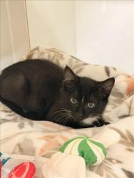 Shelter Stray Male Cat last seen GRACE/MONTGOMERY, 16 Barnes Ct, Hayward, CA 94544, USA