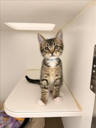 Shelter Stray Male Cat last seen BELMONT/BERRY, 16 Barnes Ct, Hayward, CA 94544, USA