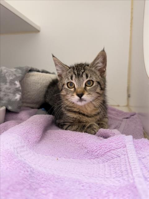 Shelter Stray Female Cat last seen ABANDONED AT SHELTER, 16 Barnes Ct, Hayward, CA 94544, USA