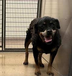 Shelter Stray Female Dog last seen PACIFIC ST, 16 Barnes Ct, Hayward, CA 94544, USA