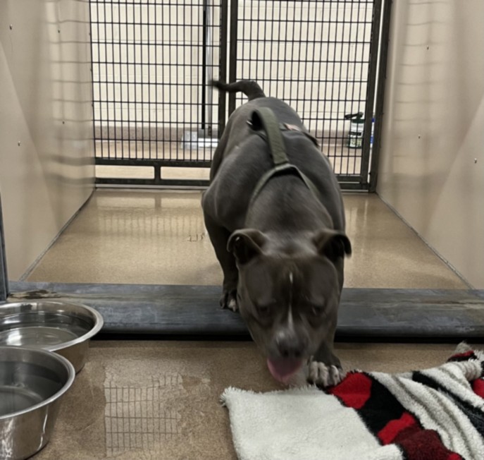 Shelter Stray Male Dog last seen B ST, 16 Barnes Ct, Hayward, CA 94544, USA