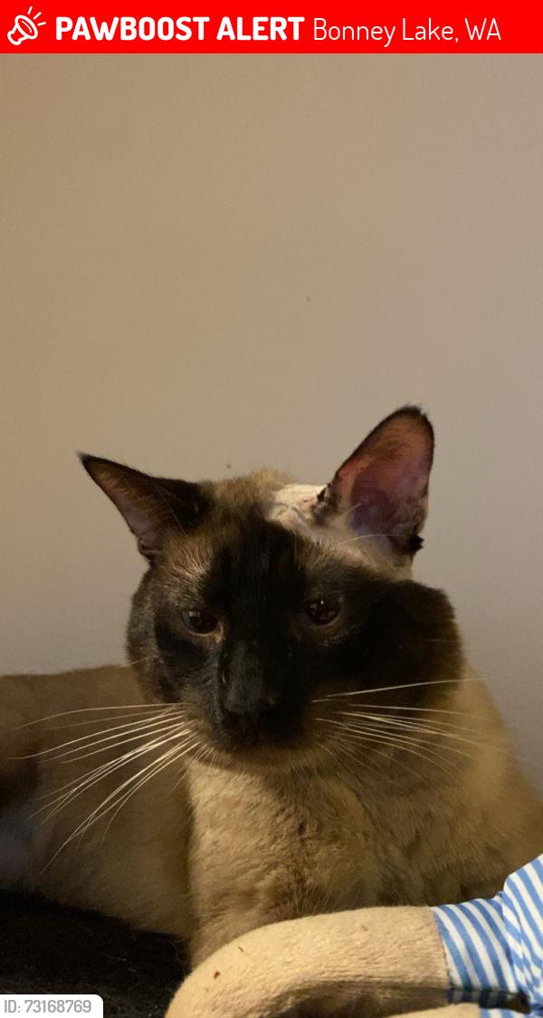 Lost Male Cat last seen Timber ridge neighborhood, Bonney Lake, WA 98391