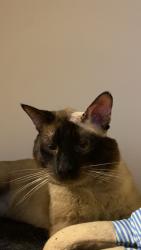 Lost Male Cat last seen Timber ridge neighborhood, Bonney Lake, WA 98391