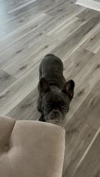 Lost Female Dog last seen Near CapeYork Ct. Willoughby Station, Mt. Juliet, TN 37122