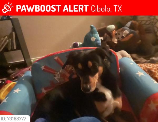Lost Male Dog last seen Near by Steele highschool, Cibolo, TX 78108