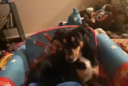 Lost Male Dog last seen Near by Steele highschool, Cibolo, TX 78108