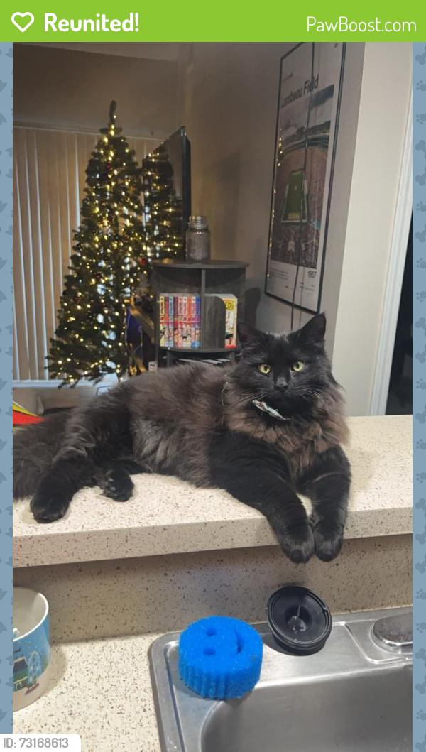 Reunited Male Cat last seen Bryan road and N, Dardenne Prairie, MO 63368