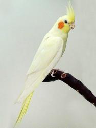 Lost Male Bird last seen Cherry st, Rhodes Jordan Park, Lawrenceville, GA 30046