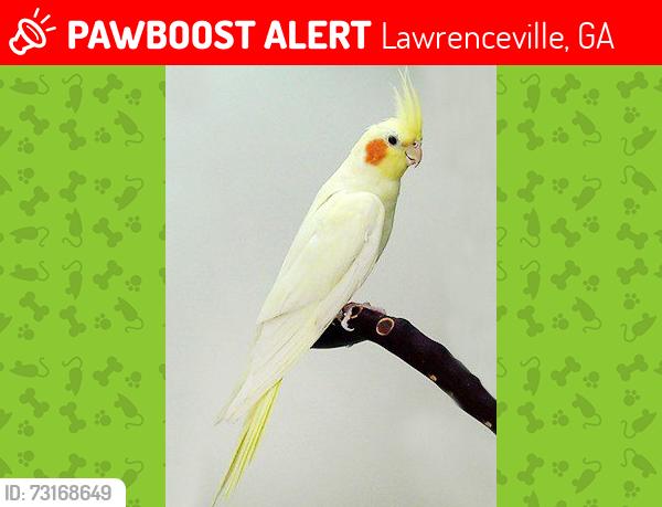 Lost Male Bird last seen Cherry st, Rhodes Jordan Park, Lawrenceville, GA 30046
