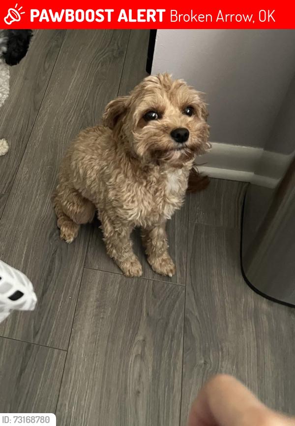 Lost Female Dog last seen Tucson and 129/olive, Broken Arrow, OK 74011