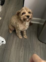 Lost Female Dog last seen Got out of backyard on charlotte, Broken Arrow, OK 74011
