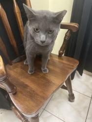 Lost Male Cat last seen Lake st george, Palm Harbor, FL 34684