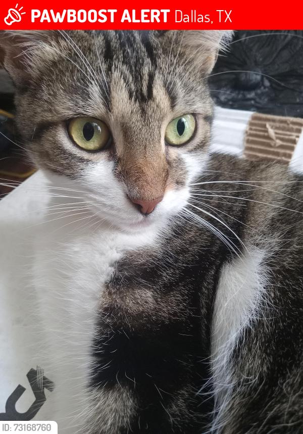Lost Female Cat last seen Higtway 635, Dallas, TX 75230