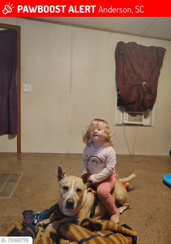 Lost Female Dog last seen Colony park across from paws, Anderson, SC 29626