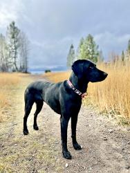 Lost Female Dog last seen Tahoe Donner, Truckee, CA 96161