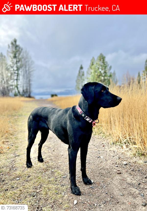 Lost Female Dog last seen Tahoe Donner, Truckee, CA 96161
