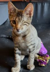 Shelter Stray Male Cat last seen TRIUMPH LN, 2020 Forest St, Jacksonville, FL 32204, USA