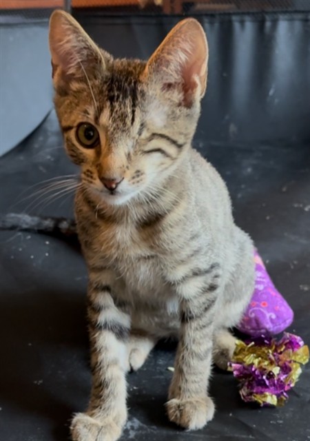 Shelter Stray Male Cat last seen TRIUMPH LN, 2020 Forest St, Jacksonville, FL 32204, USA