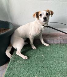 Shelter Stray Female Dog last seen , 4275 Elton St, Baldwin Park, CA 91706, USA