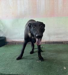 Shelter Stray Male Dog last seen , 4275 Elton St, Baldwin Park, CA 91706, USA