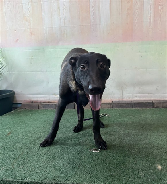 Shelter Stray Male Dog last seen , 4275 Elton St, Baldwin Park, CA 91706, USA