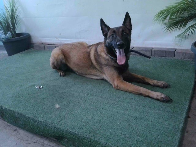 Shelter Stray Female Dog last seen , 4275 Elton St, Baldwin Park, CA 91706, USA