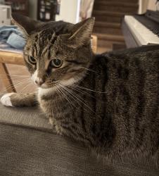 Reunited Female Cat last seen Appian Way, Charleston, SC 29420