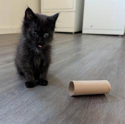 Shelter Stray Male Cat last seen Near BLOCK N PECOS ST, DENVER CO 80221, 1241 W Bayaud Ave, Denver, CO 80223, USA