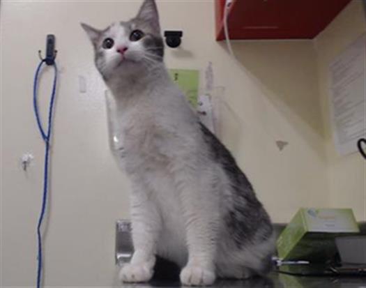 Shelter Stray Female Cat last seen Near BLOCK N ATCHISON WAY, DENVER CO 80239, 1241 W Bayaud Ave, Denver, CO 80223, USA