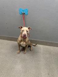 Shelter Stray Female Dog last seen Near BLOCK BOULDER HWY, LAS VEGAS NV 89122, 655 N Mojave Rd, Las Vegas, NV 89101, USA