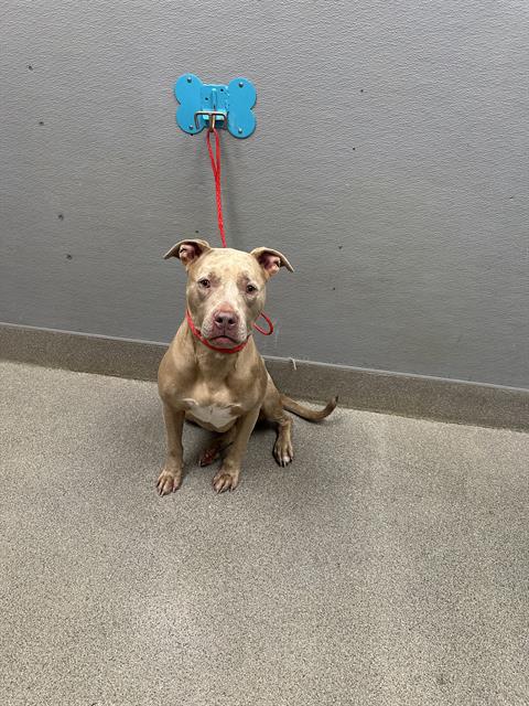 Shelter Stray Female Dog last seen Near BLOCK BOULDER HWY, LAS VEGAS NV 89122, 655 N Mojave Rd, Las Vegas, NV 89101, USA