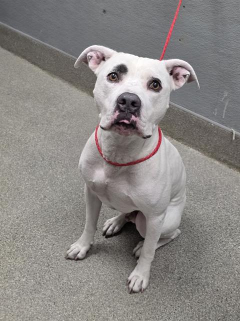 Shelter Stray Male Dog last seen Near BLOCK S MAIN ST, LAS VEGAS NV 89104, 655 N Mojave Rd, Las Vegas, NV 89101, USA